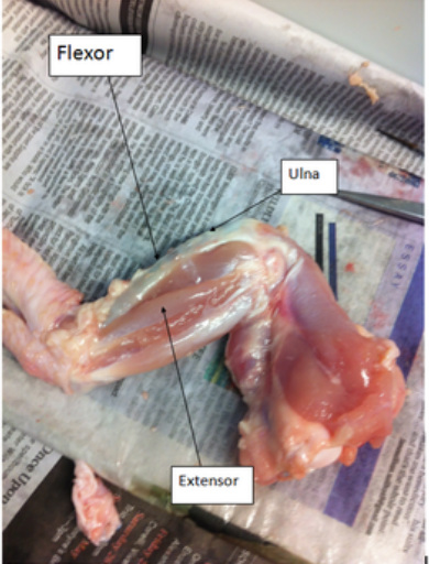 Chicken Wing Dissection - HUMAN BODY SYSTEMS
